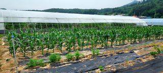 용기님의 금쪽같은 내 작물 자랑하기 · 참여 작성글 사진