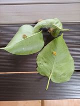 팜모닝 배·병해충상담 게시글 이미지