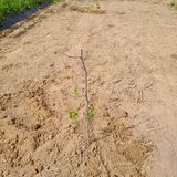 팜모닝 금쪽같은 내 작물 자랑하기·참여 게시글 이미지