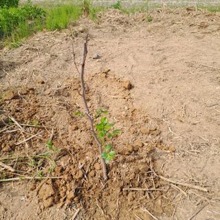 안동규님의 금쪽같은 내 작물 자랑하기 · 참여 작성글 사진