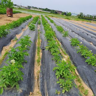 안동규님의 금쪽같은 내 작물 자랑하기 · 참여 작성글 사진