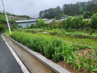 우충명님의 금쪽같은 내 작물 자랑하기 · 참여 작성글 사진
