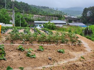 우충명님의 금쪽같은 내 작물 자랑하기 · 참여 작성글 사진