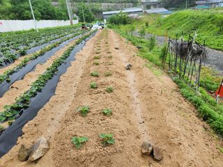 우충명님의 금쪽같은 내 작물 자랑하기 · 참여 작성글 사진