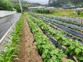 우충명님의 금쪽같은 내 작물 자랑하기 · 참여 작성글 사진