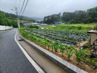 우충명님의 금쪽같은 내 작물 자랑하기 · 참여 작성글 사진