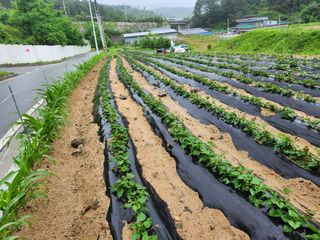 우충명님의 금쪽같은 내 작물 자랑하기 · 참여 작성글 사진