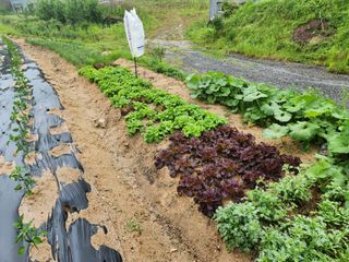 우충명님의 금쪽같은 내 작물 자랑하기 · 참여 작성글 사진