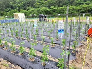 이양호님의 고추 · 일상 작성글 사진