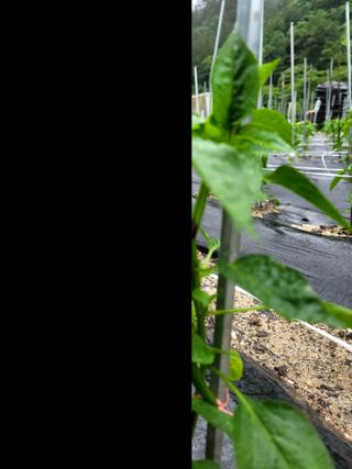 이양호님의 고추 · 일상 작성글 사진