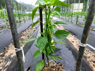 이양호님의 고추 · 일상 작성글 사진