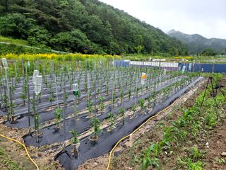 이양호님의 고추 · 일상 작성글 사진