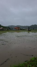 팜모닝 벼·자유게시판 게시글 이미지