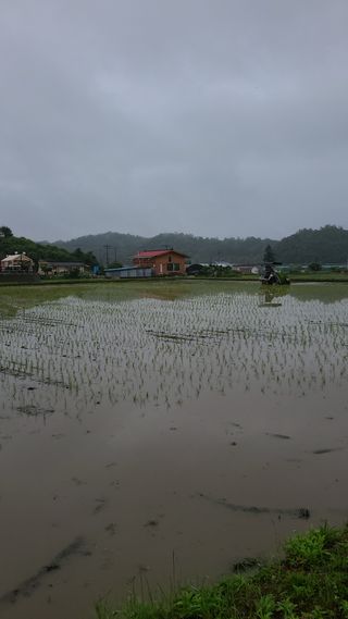 Mmebaik님의 벼 · 자유게시판 작성글 사진