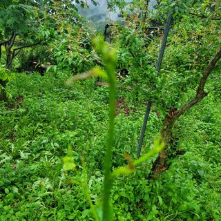 고추3366님의 자유주제 · 사진전 작성글 사진