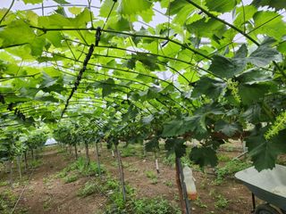 터골농장님의 금쪽같은 내 작물 자랑하기 · 참여 작성글 사진