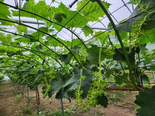 터골농장님의 금쪽같은 내 작물 자랑하기 · 참여 작성글 사진