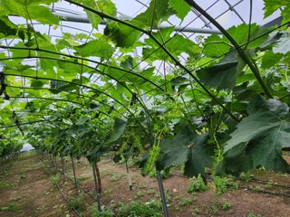 터골농장님의 금쪽같은 내 작물 자랑하기 · 참여 작성글 사진