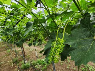 터골농장님의 금쪽같은 내 작물 자랑하기 · 참여 작성글 사진