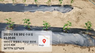 이인배님의 고추 · 파종•정식 작성글 사진