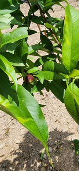 팜모닝 금쪽같은 내 작물 자랑하기·참여 게시글 이미지