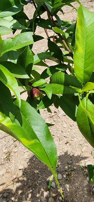 조현덕님의 금쪽같은 내 작물 자랑하기 · 참여 작성글 사진