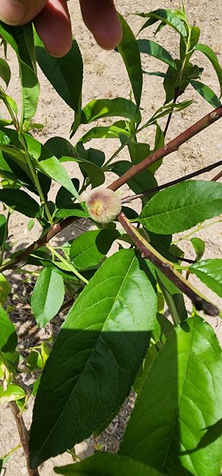 조현덕님의 금쪽같은 내 작물 자랑하기 · 참여 작성글 사진