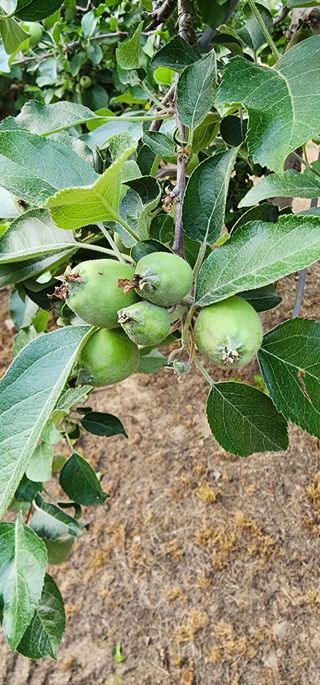 조현덕님의 금쪽같은 내 작물 자랑하기 · 참여 작성글 사진