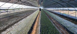 금산깻잎(최환용)님의 금쪽같은 내 작물 자랑하기 · 참여 작성글 사진