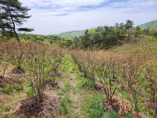 홍승한님의 금쪽같은 내 작물 자랑하기 · 참여 작성글 사진
