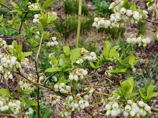 홍승한님의 금쪽같은 내 작물 자랑하기 · 참여 작성글 사진