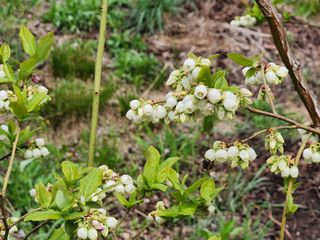 홍승한님의 금쪽같은 내 작물 자랑하기 · 참여 작성글 사진