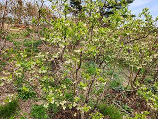 홍승한님의 금쪽같은 내 작물 자랑하기 · 참여 작성글 사진
