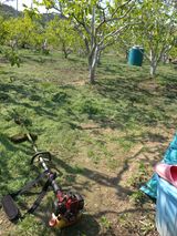 팜모닝 금쪽같은 내 작물 자랑하기·참여 게시글 이미지