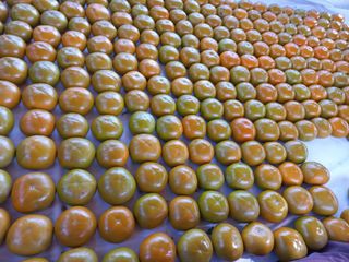 김년욱님의 금쪽같은 내 작물 자랑하기 · 참여 작성글 사진