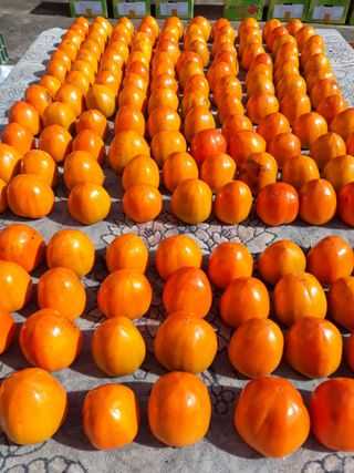 김년욱님의 금쪽같은 내 작물 자랑하기 · 참여 작성글 사진