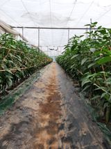 팜모닝 고추·지주설치•유인•성장 게시글 이미지