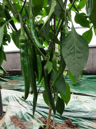 두릅나무16138님의 고추 · 지주설치•유인•성장 작성글 사진