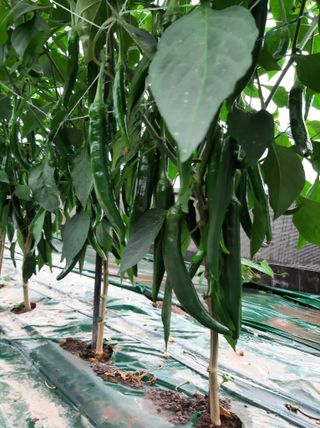 두릅나무16138님의 고추 · 지주설치•유인•성장 작성글 사진