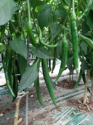 두릅나무16138님의 고추 · 지주설치•유인•성장 작성글 사진