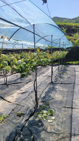 윤형열님의 금쪽같은 내 작물 자랑하기 · 참여 작성글 사진