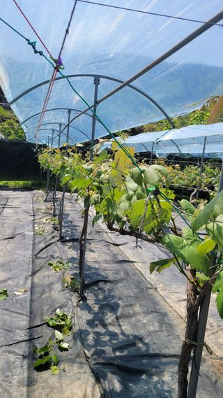 윤형열님의 금쪽같은 내 작물 자랑하기 · 참여 작성글 사진