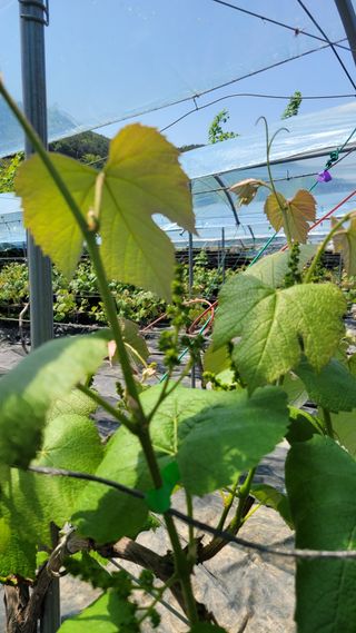 윤형열님의 금쪽같은 내 작물 자랑하기 · 참여 작성글 사진