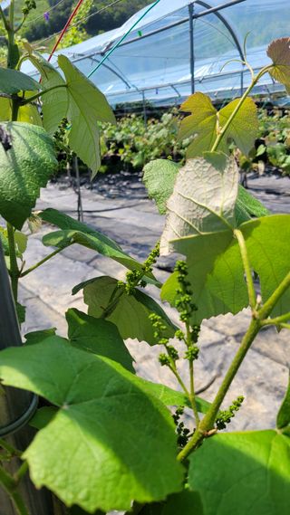 윤형열님의 금쪽같은 내 작물 자랑하기 · 참여 작성글 사진