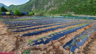 김해주님의 금쪽같은 내 작물 자랑하기 · 참여 작성글 사진