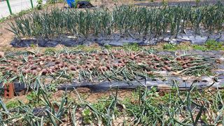 왕왕초보동읍거주님의 금쪽같은 내 작물 자랑하기 · 참여 작성글 사진