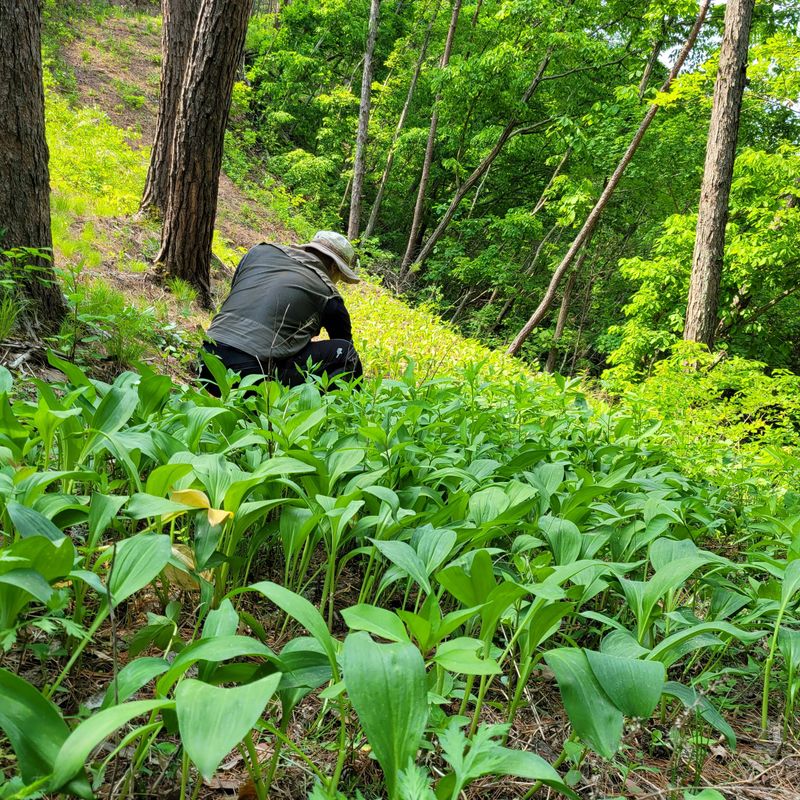 장터 상품 [명이(산마늘)] 썸네일