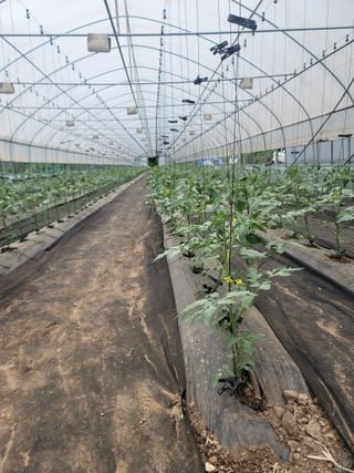 정무이님의 금쪽같은 내 작물 자랑하기 · 참여 작성글 사진