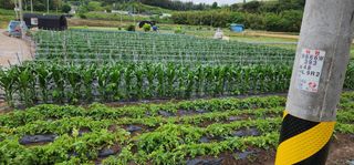 중청3595님의 금쪽같은 내 작물 자랑하기 · 참여 작성글 사진