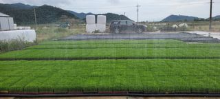 김효정님의 금쪽같은 내 작물 자랑하기 · 참여 작성글 사진